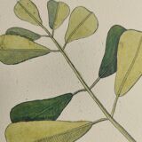 Antique bird engraving - Sea Lark - Zoological plate by Seligmann & Catesby - ornithology