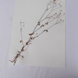 Set of 6 herbarium boards No.1