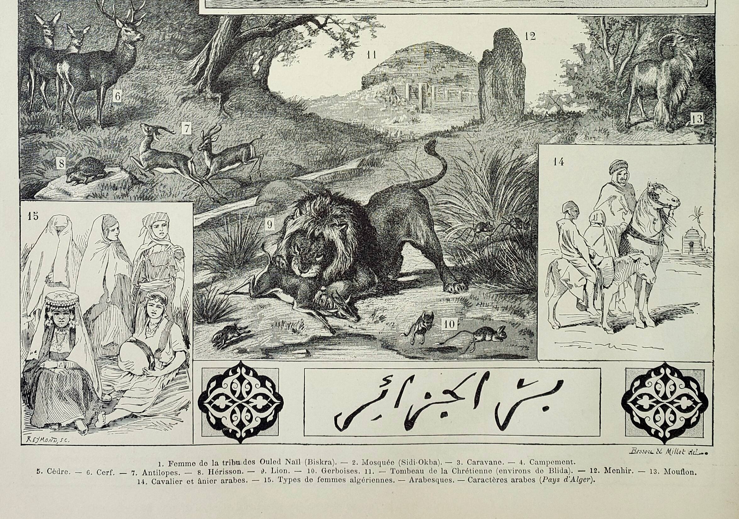 Old engraving 1898, Algeria, fauna and flora, Arabic • Lithograph, Original plate