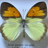 Frame with naturalized butterflies