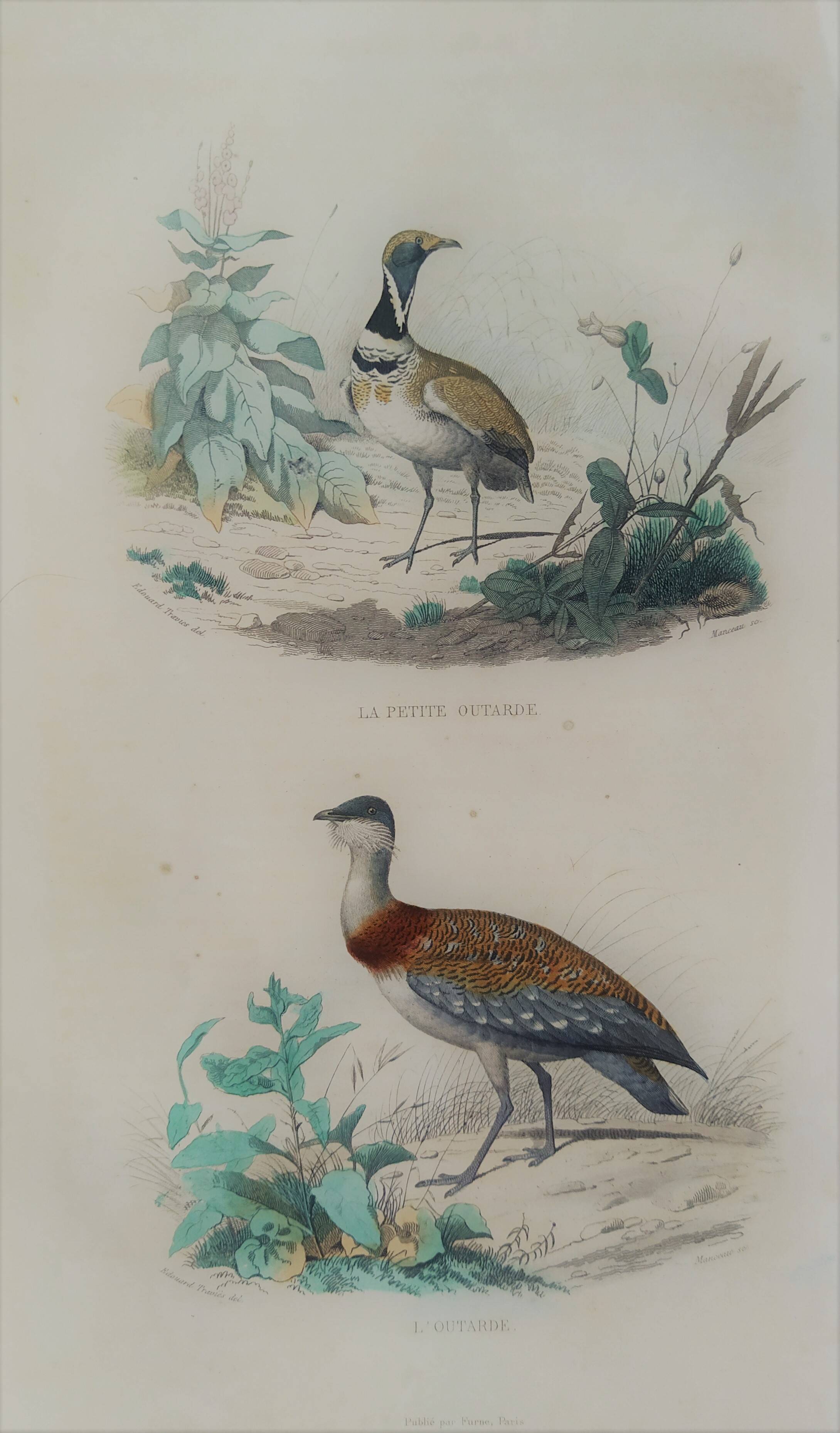 Ornithological Plate Buffon 1838 "Bustard & Little Bustard"