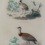 Ornithological Plate Buffon 1838 "Bustard & Little Bustard"