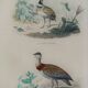 Ornithological Plate Buffon 1838 "Bustard & Little Bustard"