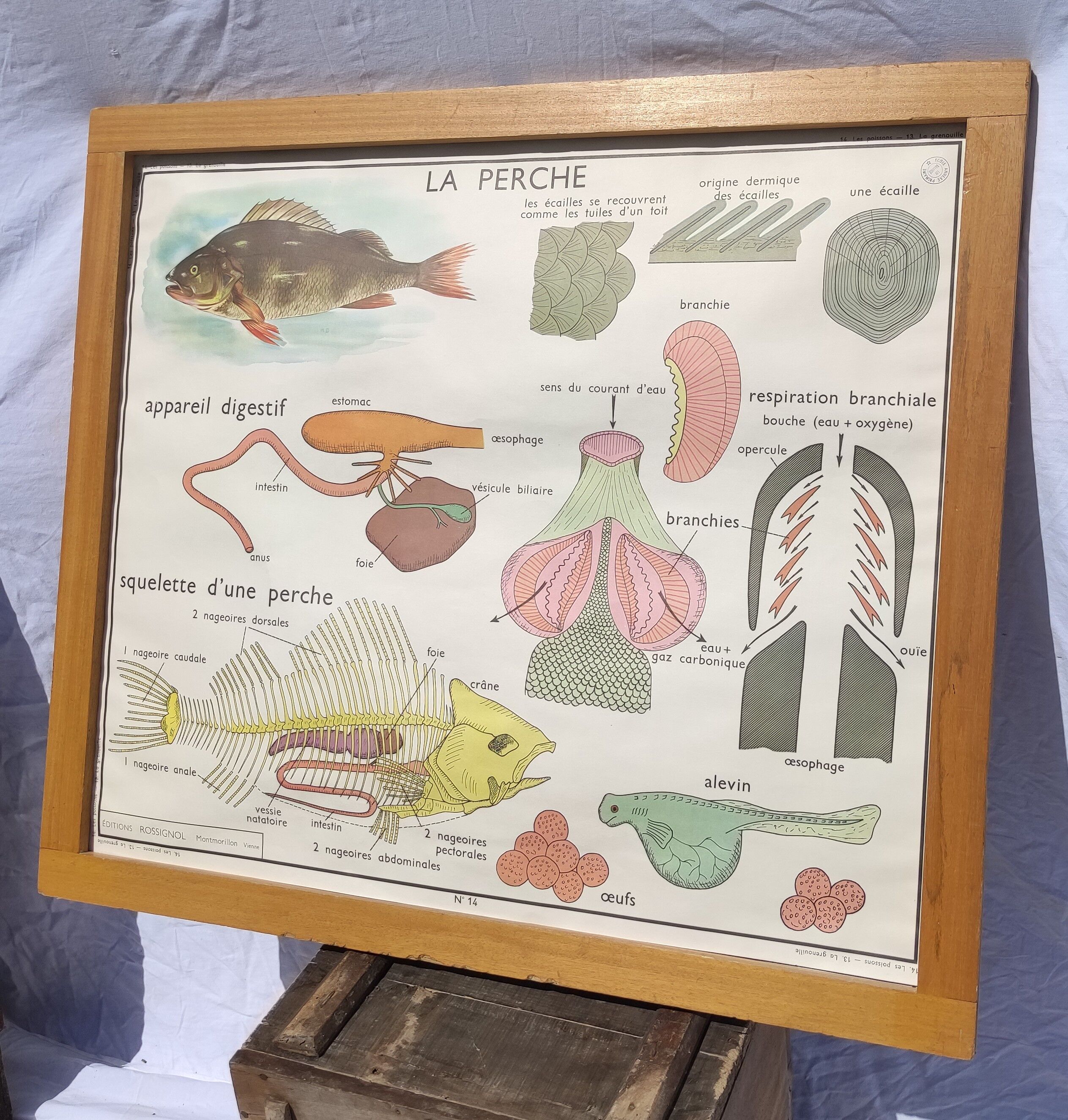 Educational poster of school frog and perch
