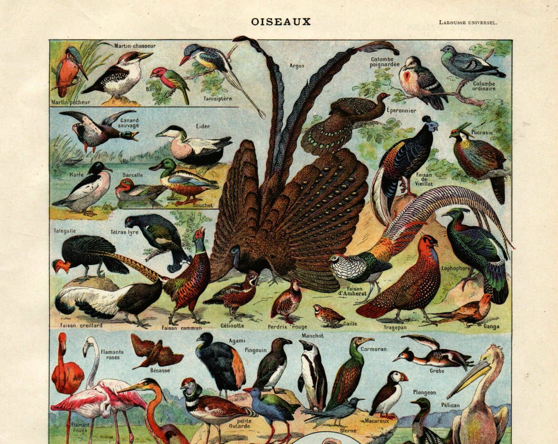 Gravure ancienne 1923 - Oiseaux par A. Millot. Planche flamand