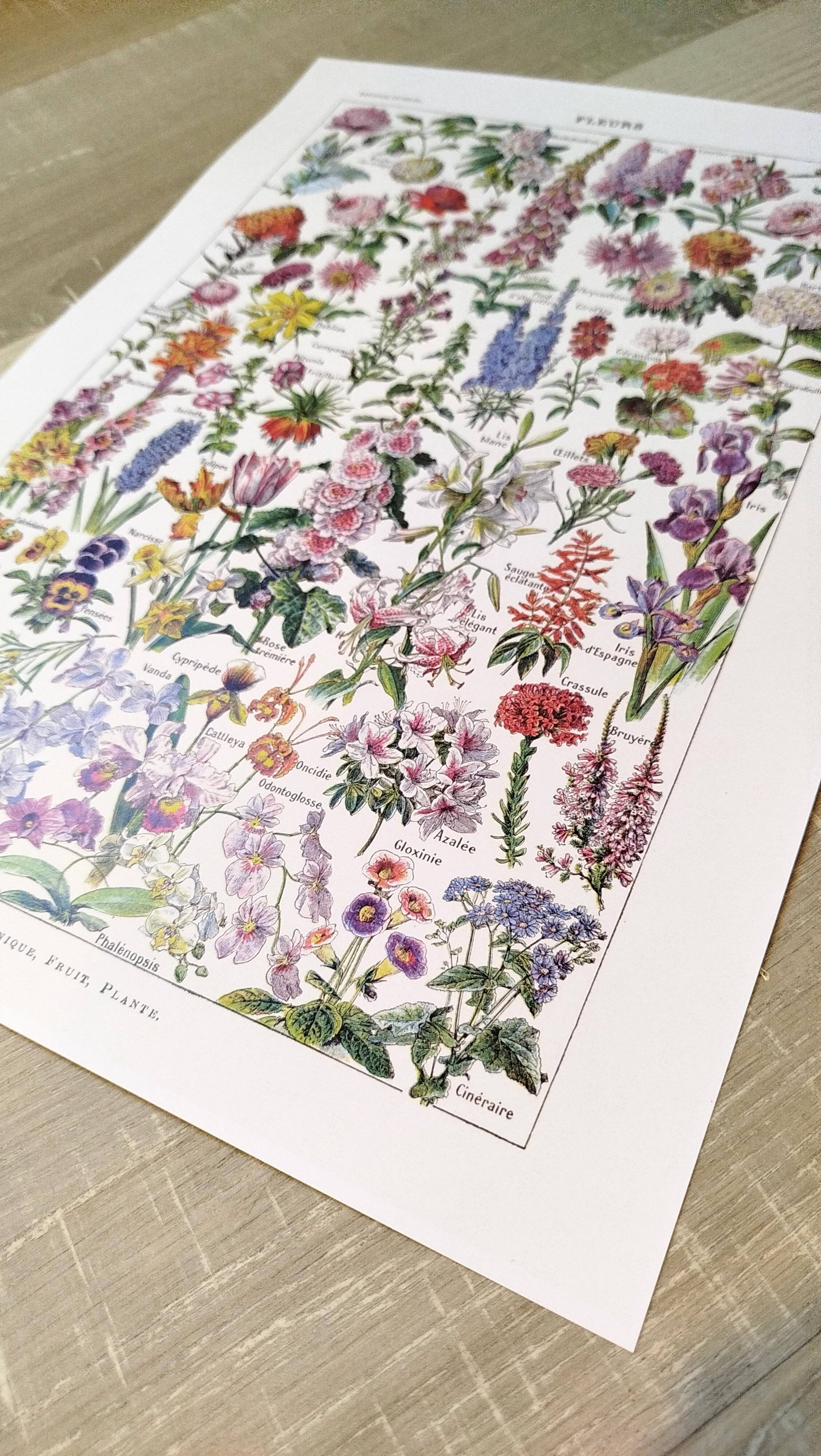 Poster about flowers, after a 1922 lithograph