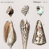 Poster on marine shells, based on an engraving from 1849.