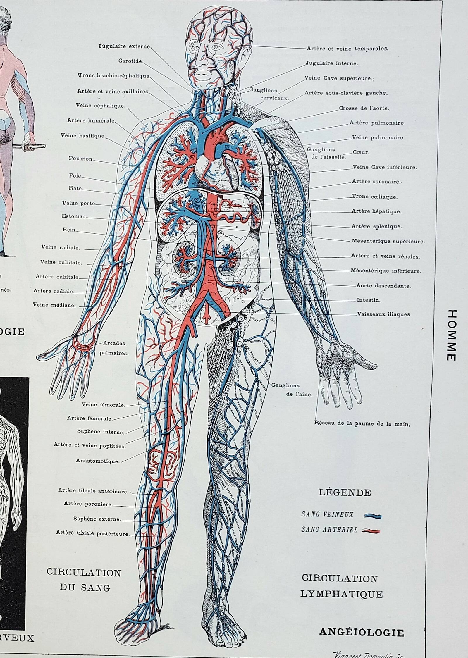 Antique engraving 1928, Man, anatomy, biology, medicine • Lithograph, original illustration