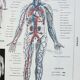 Antique engraving 1928, Man, anatomy, biology, medicine • Lithograph, original illustration