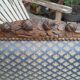 Sofa bench, louis xvi two-seater style, walnut structure