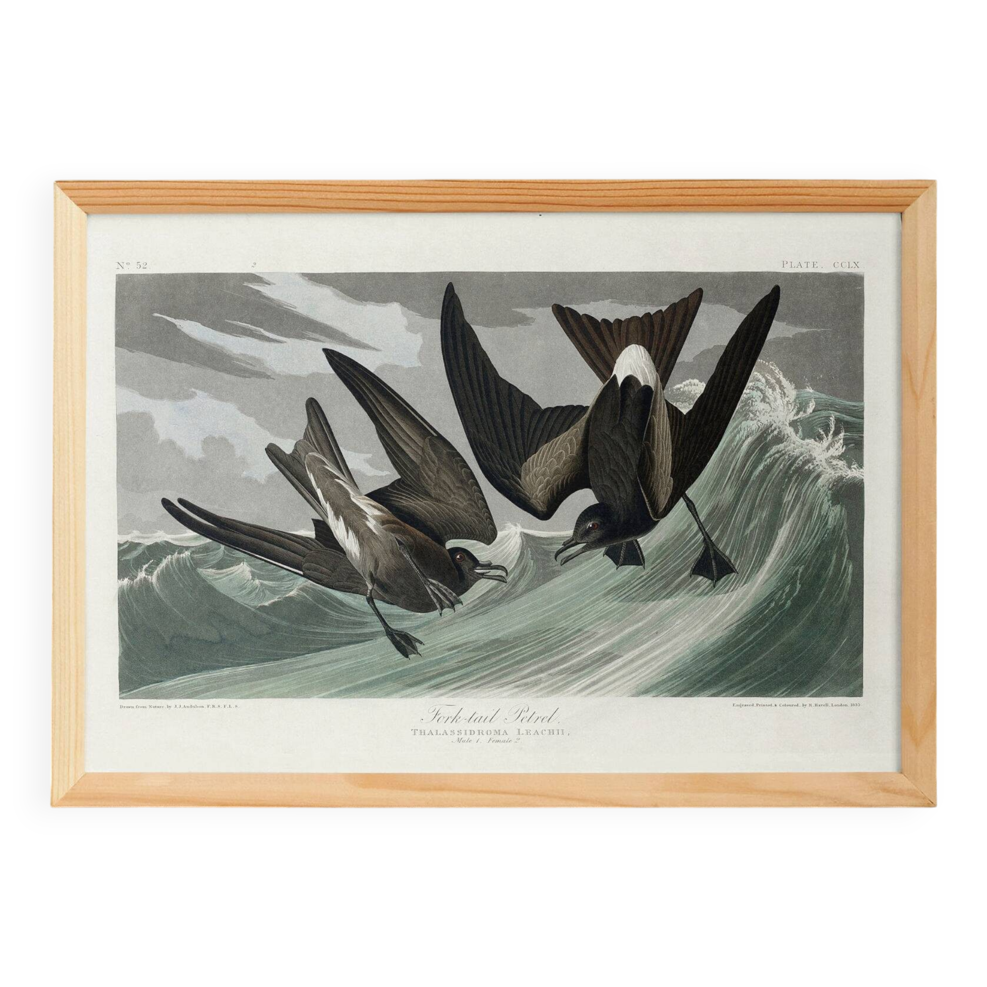 Poster about Leach's Oceanite, based on an old engraving from 1827.