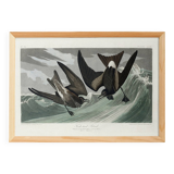 Poster about Leach's Oceanite, based on an old engraving from 1827.