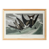Poster about Leach's Oceanite, based on an old engraving from 1827.