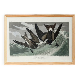 Poster about Leach's Oceanite, based on an old engraving from 1827.