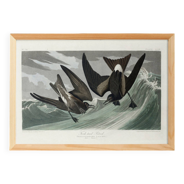 Affiche sur l’Océanite de Leach, d’après une gravure ancienne de 1827.