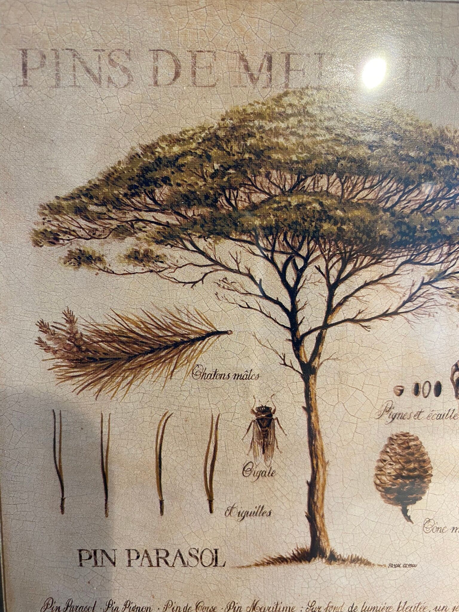 Two botanical paintings, lavender and Mediterranean pines