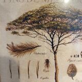 Two botanical paintings, lavender and Mediterranean pines