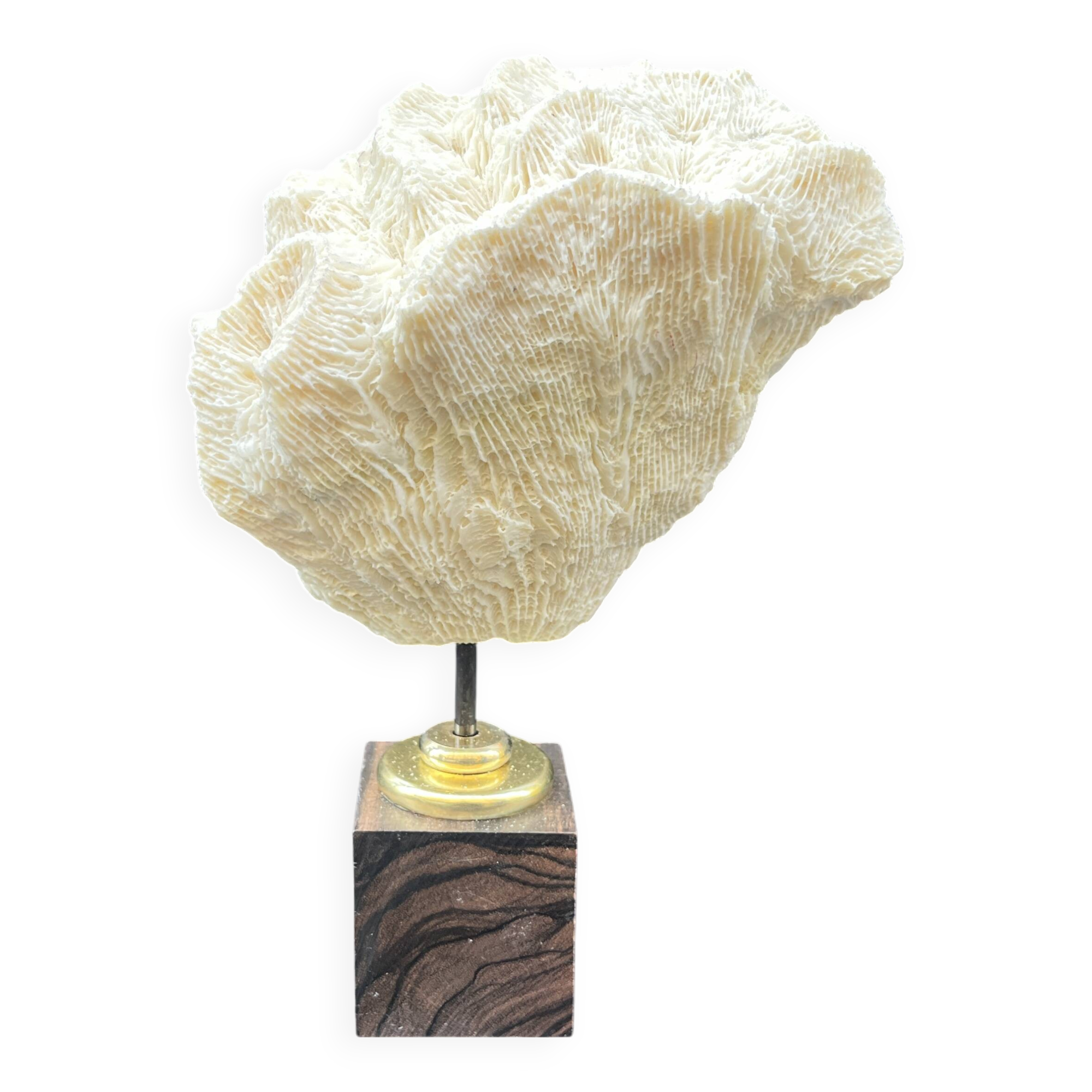 Antique natural white wave coral on wooden base cabinet of curiosities