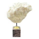 Antique natural white wave coral on wooden base cabinet of curiosities