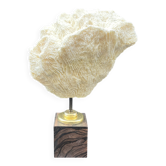 Corail vague blanc naturel ancien sur socle en bois cabinet de curiosités