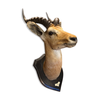 Taxidermy kob (antelope) 1935 Rowland Ward