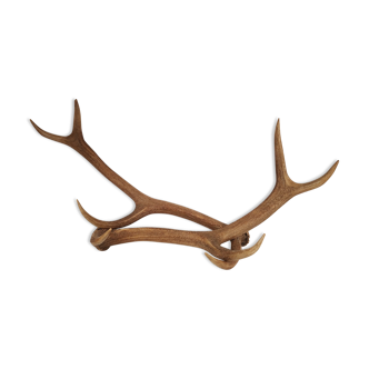 Pair of deer antlers - vintage 1960-70