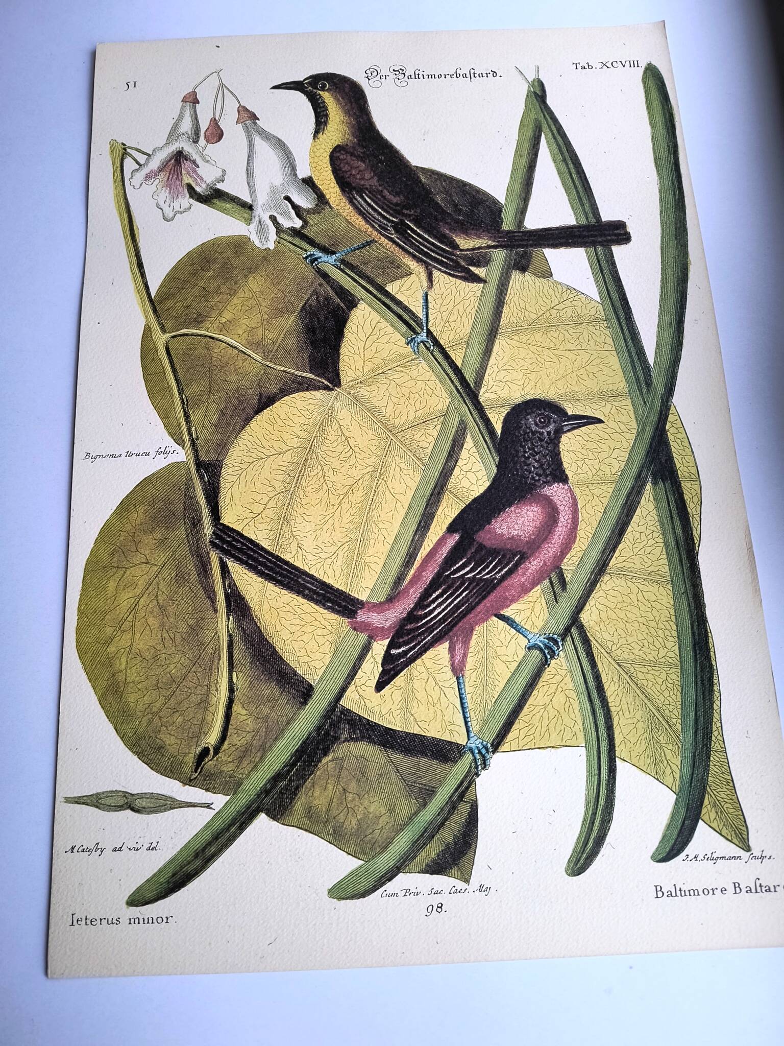 Antique bird engraving - Baltimore Bastard - Natural Seligmann plate