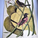 Antique bird engraving - Baltimore Bastard - Natural Seligmann plate