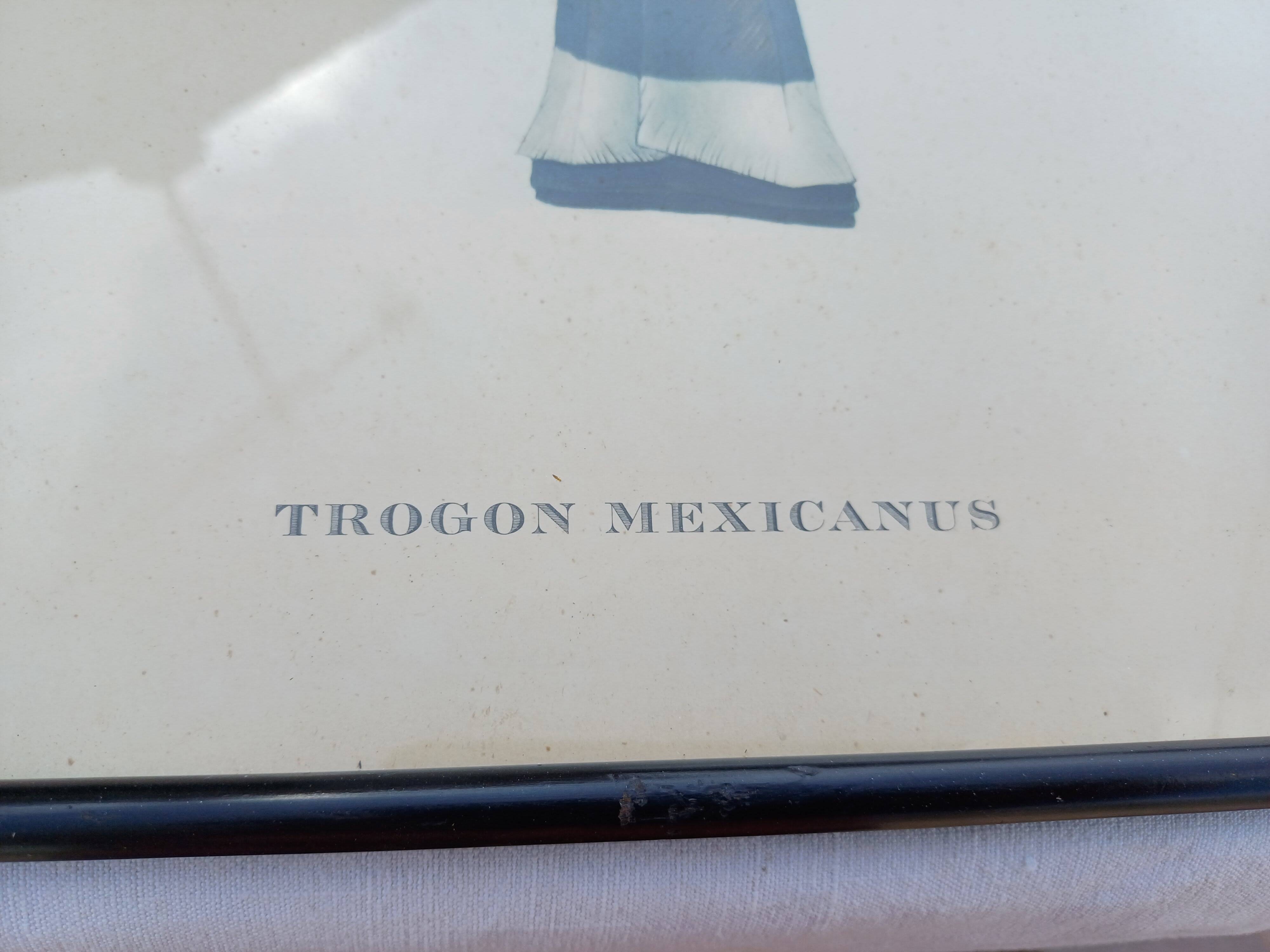 12 Lithographs “Birds of the World”