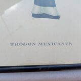 12 Lithographs “Birds of the World”