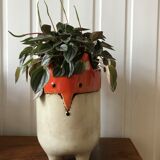Pot Fox