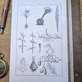 Planche botanique imprimée en 1889, les tiges