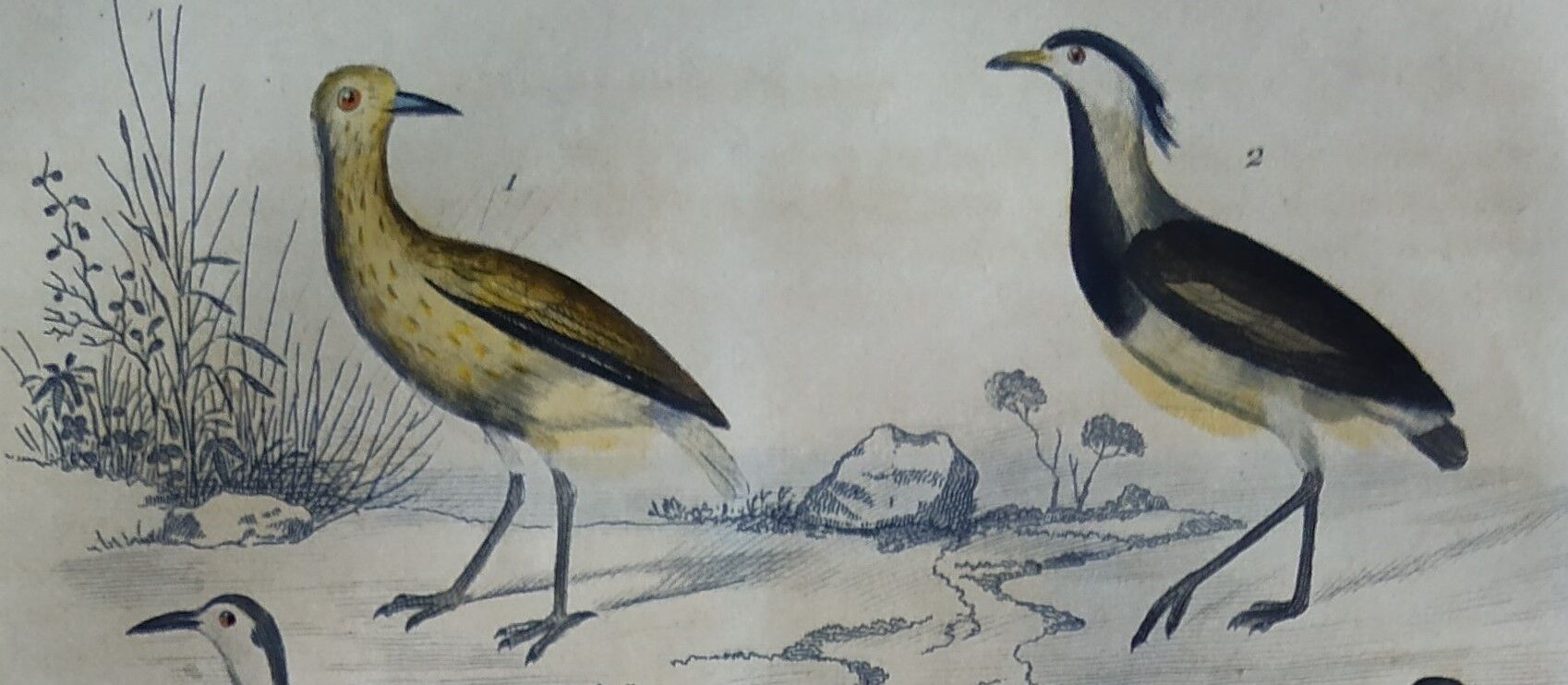 Original ornithological plate " Golden plover & with collar - Echasse - &c... " Buffon (1837)