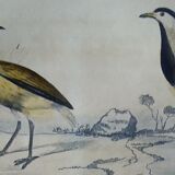 Original ornithological plate " Golden plover & with collar - Echasse - &c... " Buffon (1837)