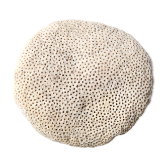 White flat coral, cabinet of curiosities, 70s