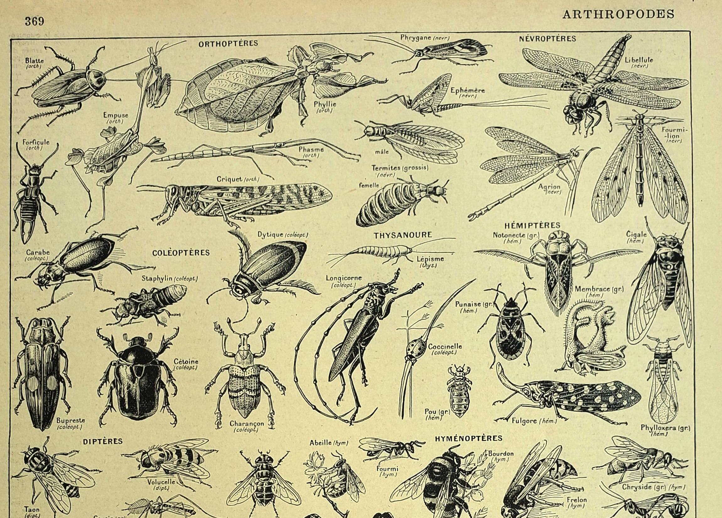 Antique engraving 1928 - Athropods, insect, crustacean, butterfly