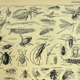 Gravure ancienne 1928 - Athropodes, insecte, crustacé, papillon