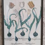 Framed botanical board