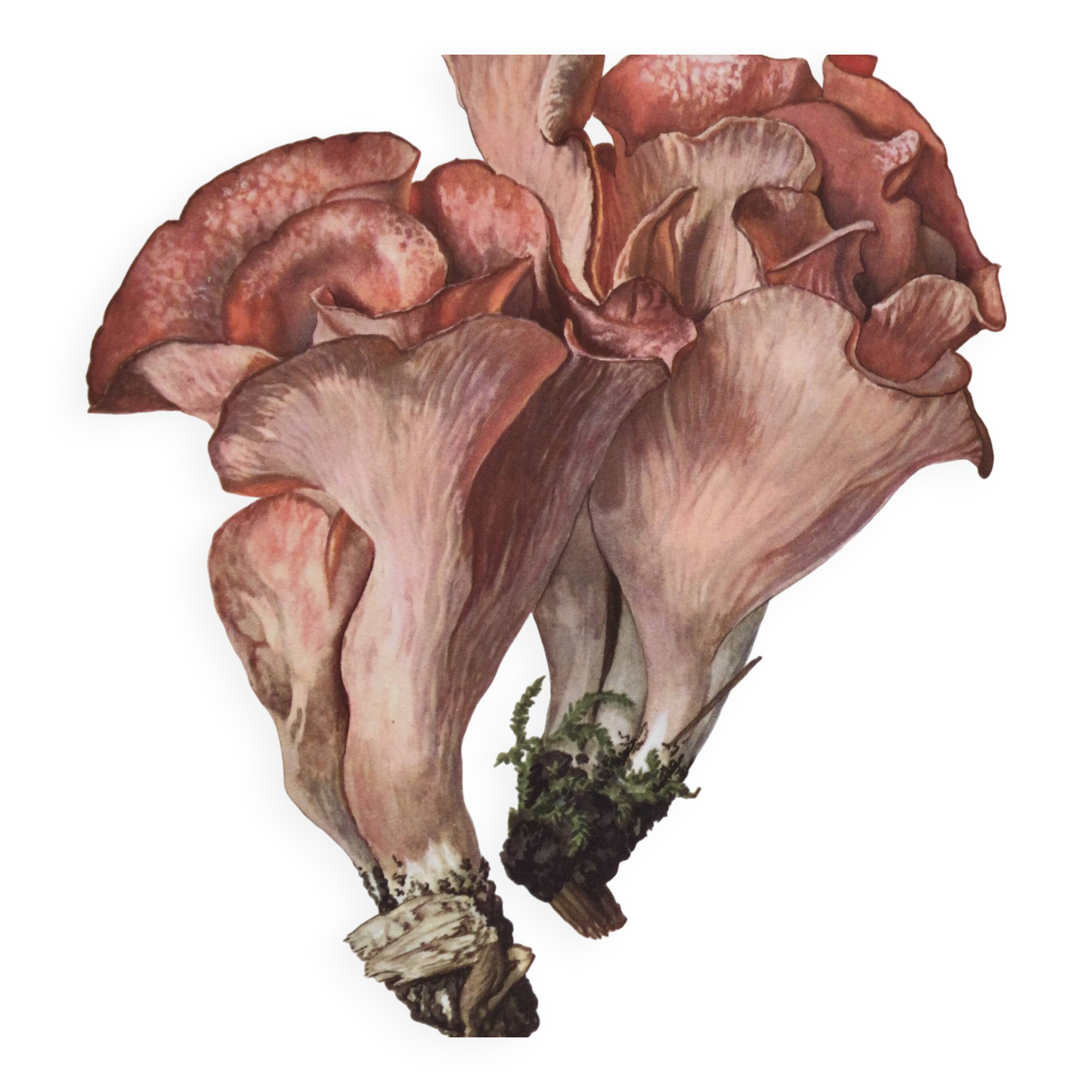 Botanical illustration "mushrooms", 1960s