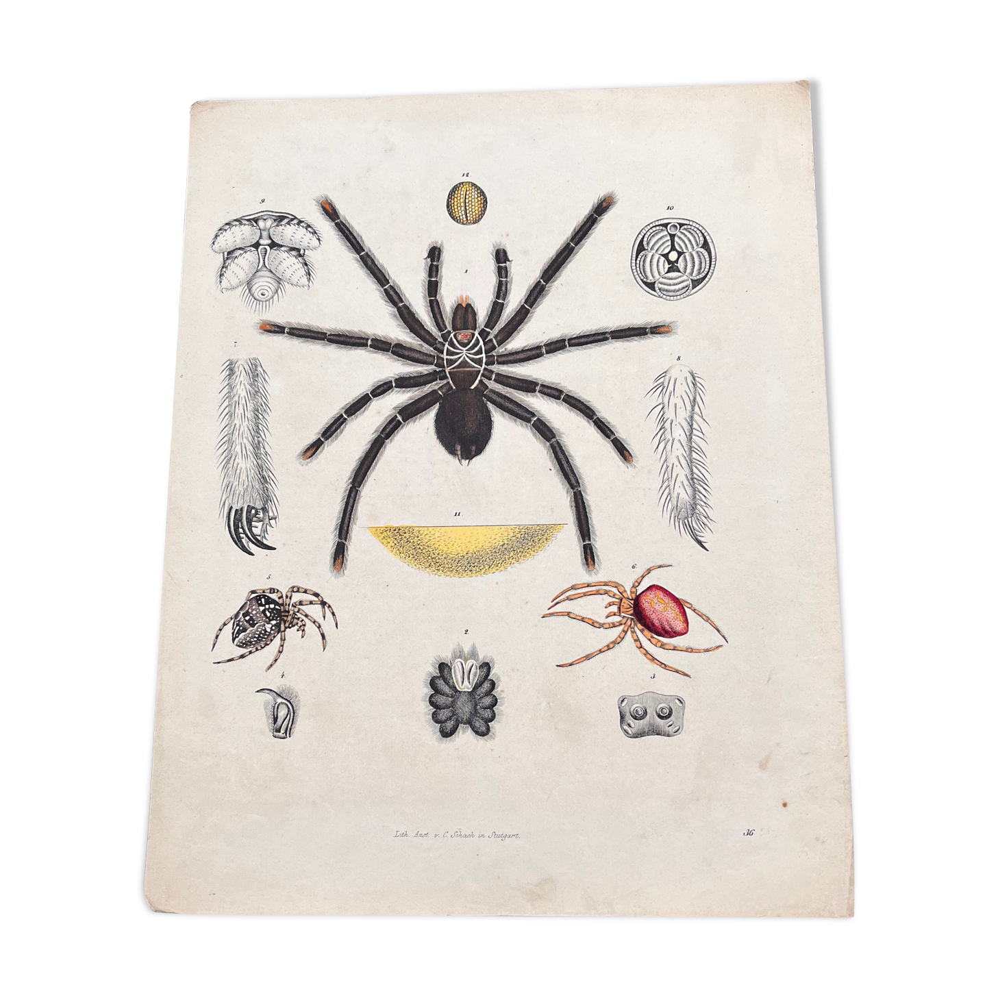 Poster (lithograph) spiders