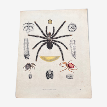 Affiche lithographie araignées