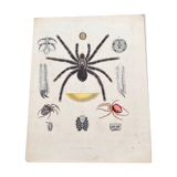Poster (lithograph) spiders