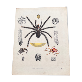 Poster (lithograph) spiders