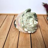 Green Turban Shell or Turbo Marmoratus