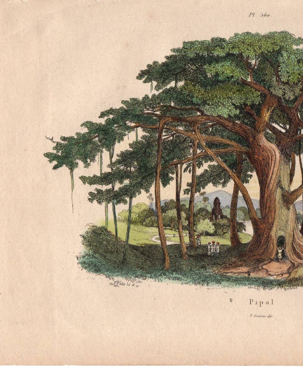 Gravure ancienne de 1839 - Arbre Pipal - planche Botanique vintage