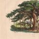 Gravure ancienne de 1839 - Arbre Pipal - planche Botanique vintage