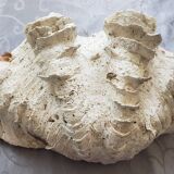 Very large clam shell