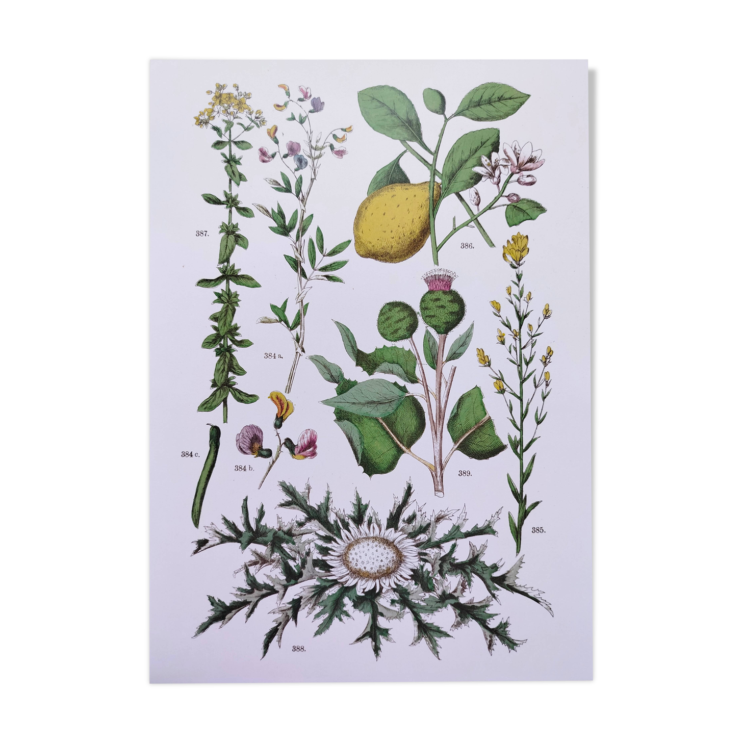 Plant poster based on an 1881 engraving "lemon"