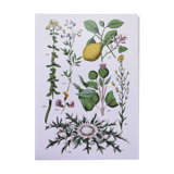 Plant poster based on an 1881 engraving "lemon"