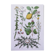 Plant poster based on an 1881 engraving "lemon"